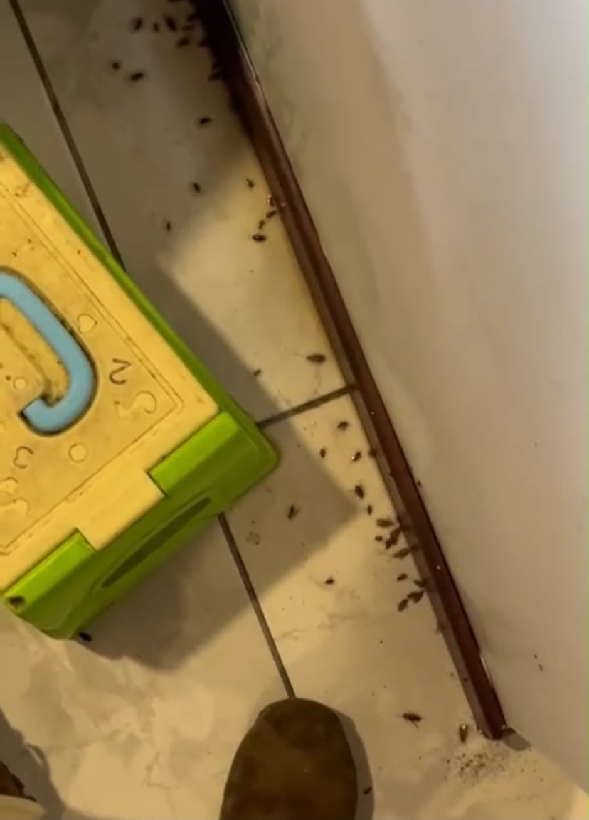 Trabajo de fumigación 6