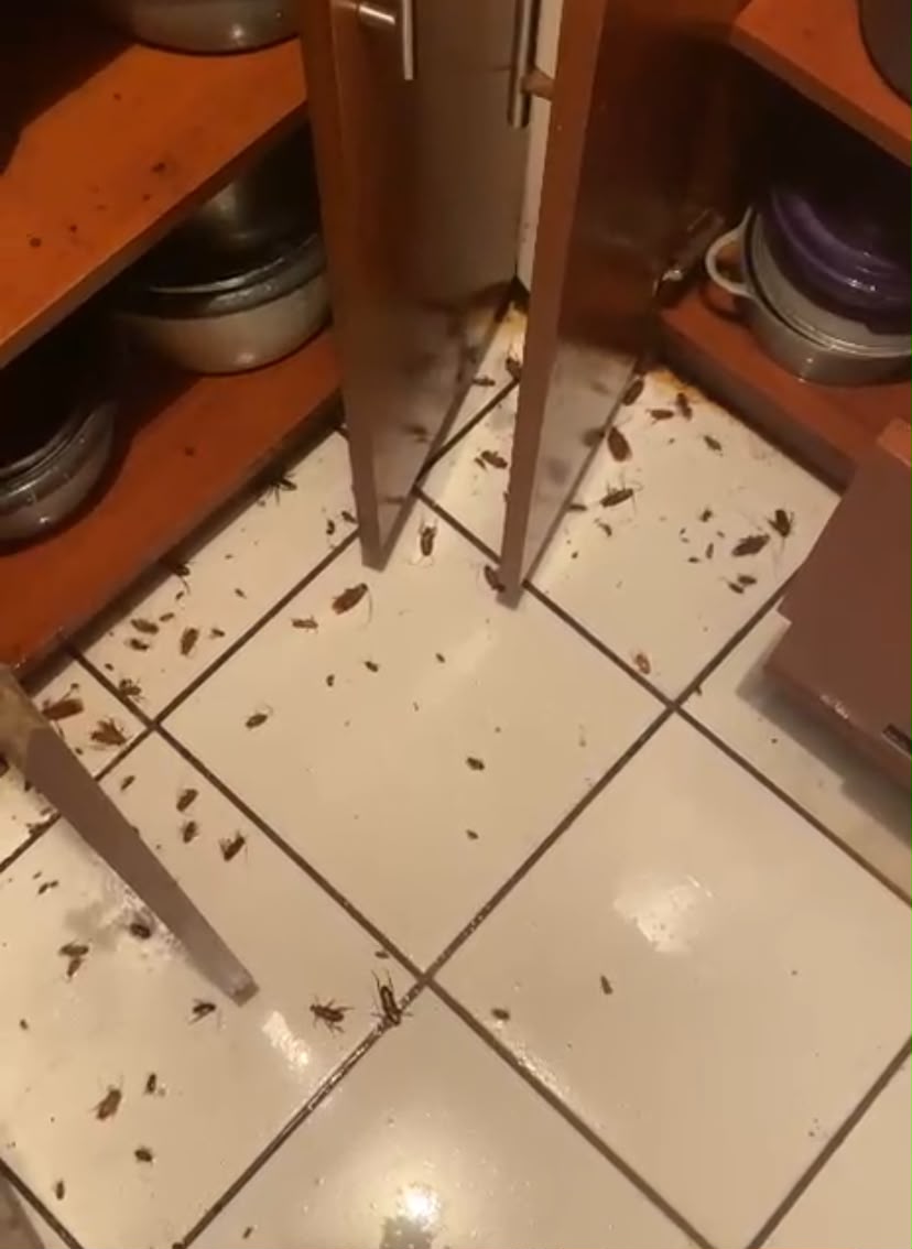 Trabajo de fumigación 3