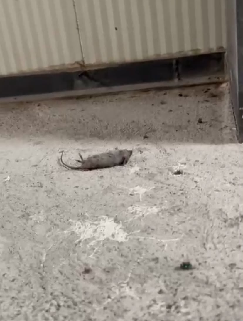 Trabajo de fumigación 1